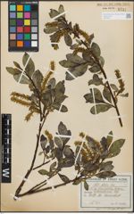 Foto von Salix glabra Scop.